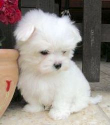 adorable baby doll face maltese puppies ready Now