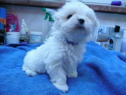 Adorable Maltese Puppies For Sale