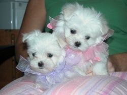 Beautiful M/F Teacup Maltes Pups Available