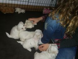 Kc Registered Stunning Home Reared Puppies