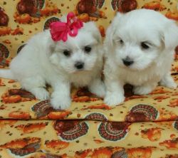 Maltese and yorkie puppies