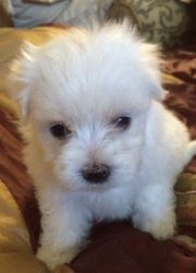 AKC Register-able Male Maltese Puppy