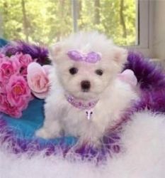 male and female Teacup Maltese puppies