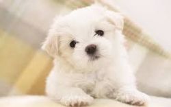 Charming Maltese puppies available