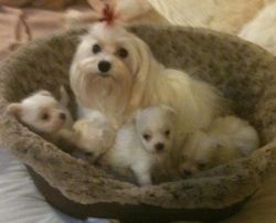 Just in time for Christmas - AKC Maltese Puppies