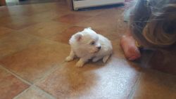Maltese Puppies Needs a New Family