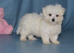2 Beautiful pure white maltese puppies with perfect