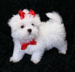 Maltese puppies available for sale