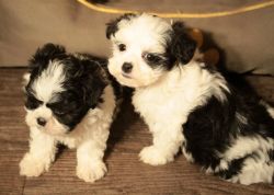 Maltese shih tzu puppies tiny for Xmas gift