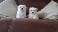 Cute Rare colored Merle Malshi pups