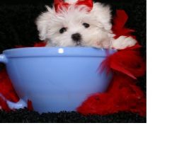 Adorable Malti-Poo girl ready for her new home!