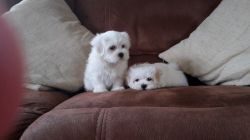 Beautiful registered Maltese Puppies ready for new homes!
