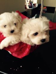 Beautiful Pure White Maltese Pups