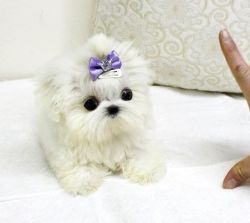 Teacup maltese puppies for sale kisses