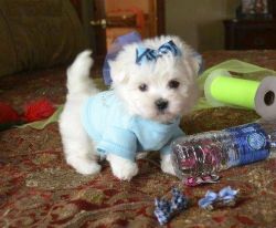 Awesome and kid friendly Maltese puppies for sale