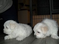 Healthy Maltese puppies for you