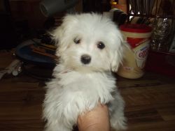 Adorable CKC maltese puppy