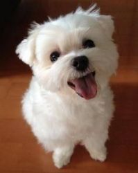 Male and Female Maltese Puppies For Adoption