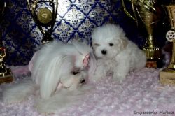 SWEET MALTESE PUPPIES AVAILABLE FOR SALE...