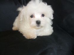 Beautiful Maltese Puppy