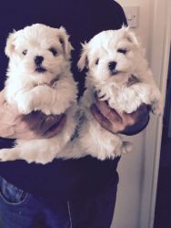 Pedigree Maltese Pups for sale
