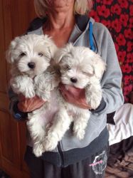 Kc Reg Maltese Puppies For Sale