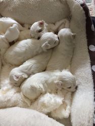 Adorable maltese puppies ready to go now