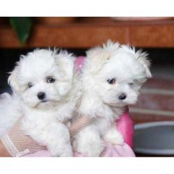 Maltese Mini Pups For Perfect Homes