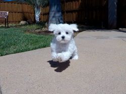 Teacup Maltese puppies for sale
