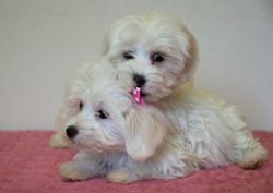 Pure White Tiny Maltese Puppies,ready To Go.
