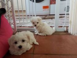 Gorgeous Kc Reg Beautiful Maltese Puppies