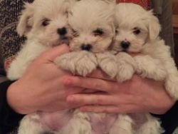 Beautiful male and female Maltese puppies for sale
