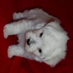 Potty trained male and female maltese puppies for sale