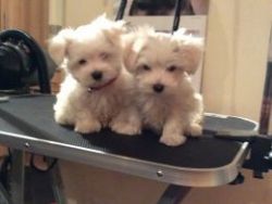 two amazing Maltese puppies