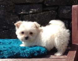 Kc Maltese Pupp12 weeks Old Ready Now