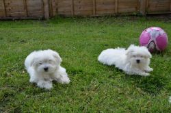 Home raised Maltese puppies