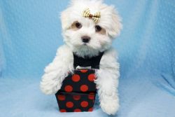 Maltese Puppy For Sale In LA