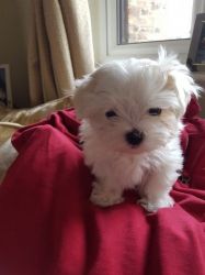 registered Maltese puppies with amazing pedigree