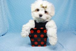 Teacup & Toy Puppies Available in LA Now!
