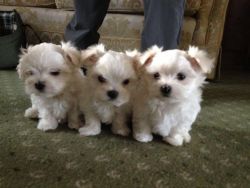 2 Beautiful Boy Puppies For Sale