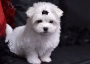 cute maltese lovlly puppies available for sale