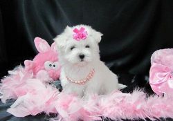 bueaty maltese puppies availablenow homes