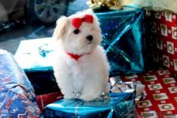 Pedigree Boy and Girl Maltese Puppies For Sale