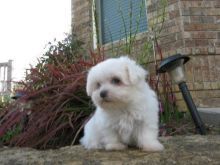 Potty Trained Teacup Maltese Puppies