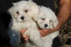 Two maltese puppies available for sale