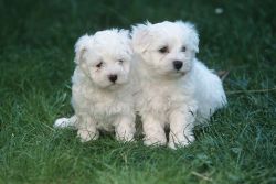 Adorable AKC Maltese puppies