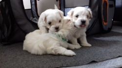 White Maltese Puppies