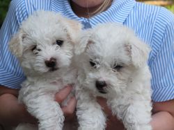 Maltese Puppy's For Sale