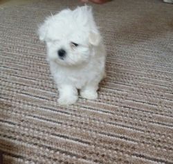 Absolutely Beautiful Maltese Puppies
