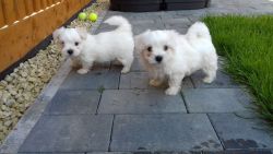 Stunning White Maltese Puppies